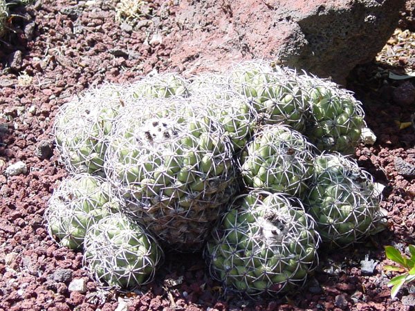 Coryphantha_compacta_1